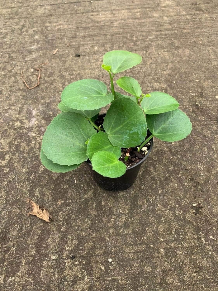 Gabriella Plants Other Cissus rotundifolia