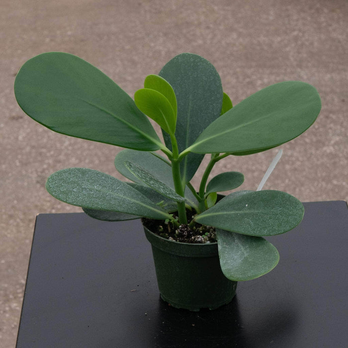 Gabriella Plants Other 4" Clusia flava "Guttifera"