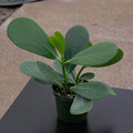 Gabriella Plants Other 4" Clusia flava "Guttifera"