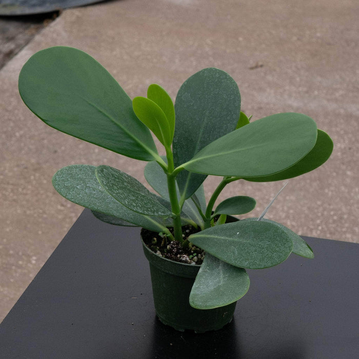 Gabriella Plants Other 4" Clusia flava "Guttifera"