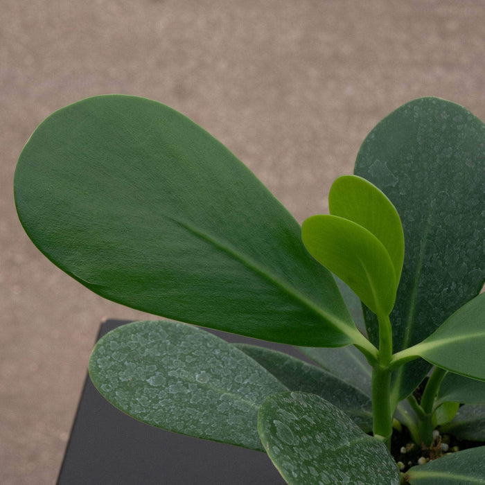 Gabriella Plants Other 4" Clusia flava "Guttifera"