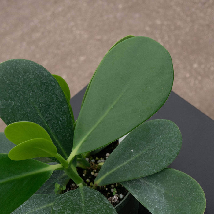 Gabriella Plants Other 4" Clusia flava "Guttifera"