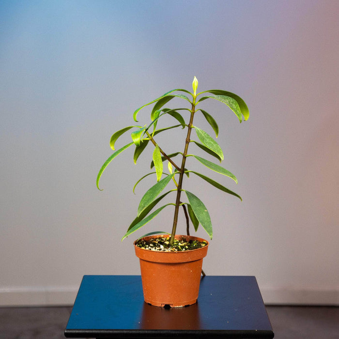 Gabriella Plants Other 5" Clusia orthoneura