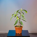 Gabriella Plants Other 5" Clusia orthoneura