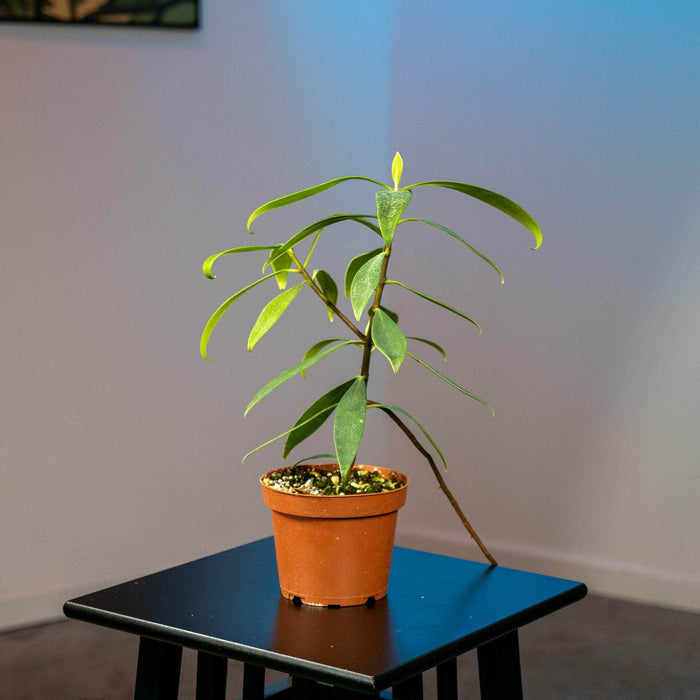 Gabriella Plants Other 5" Clusia orthoneura