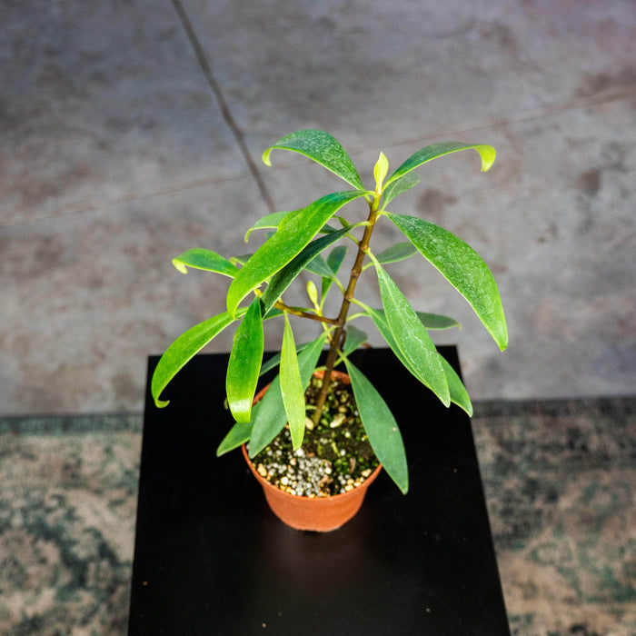 Gabriella Plants Other 5" Clusia orthoneura