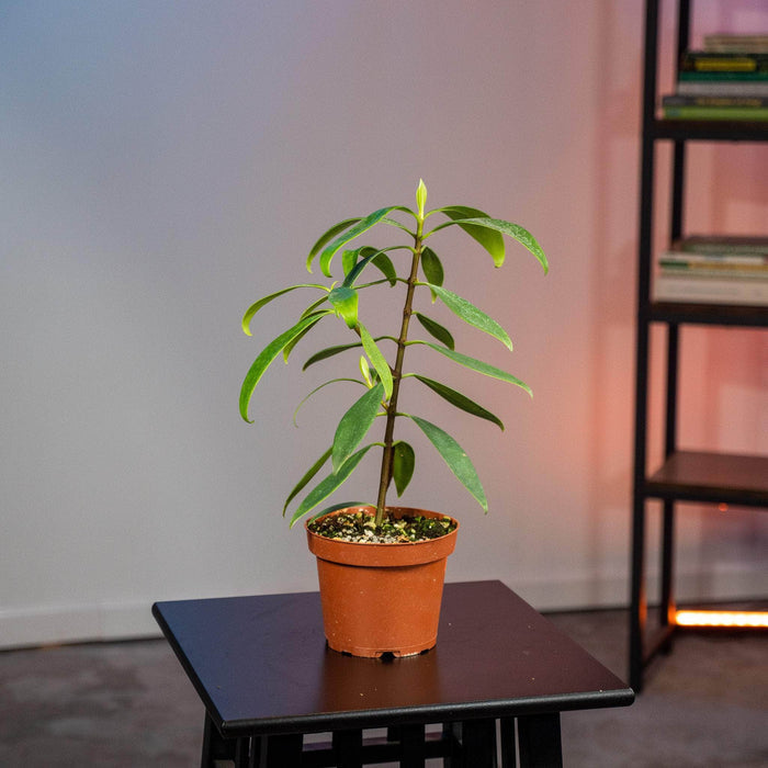 Gabriella Plants Other 5" Clusia orthoneura