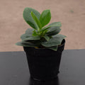 Gabriella Plants Other 4" Clusia rosea 'Princess'