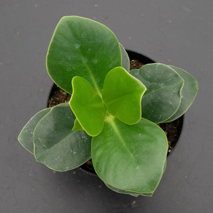 Gabriella Plants Other 4" Clusia rosea 'Princess'