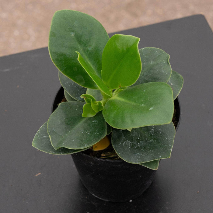 Gabriella Plants Other 4" Clusia rosea 'Princess'