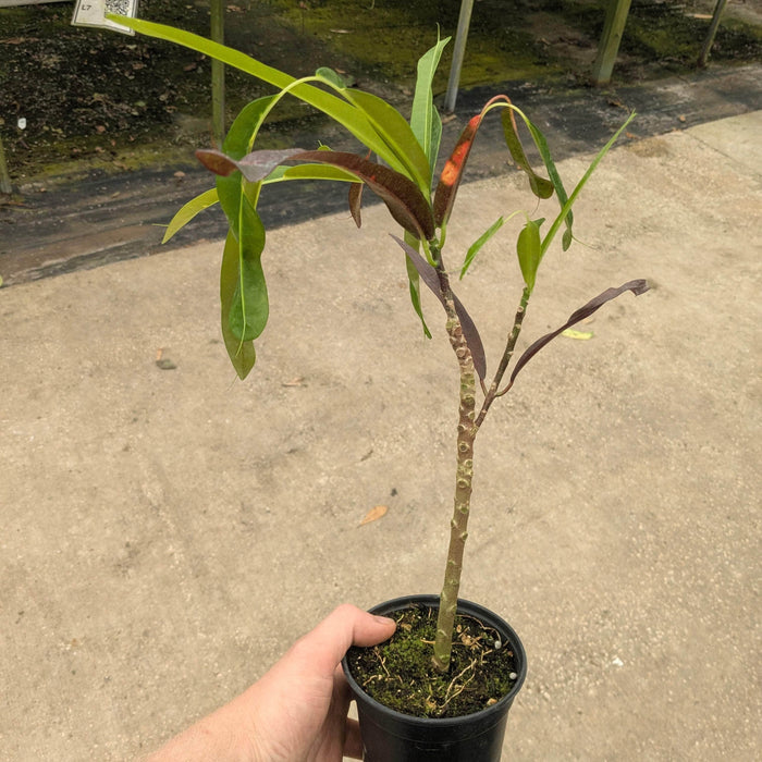 Gabriella Plants Croton 4" Codiaeum variegatum 'Red Jester'