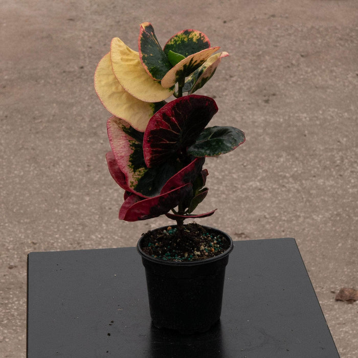 Gabriella Plants Croton 4" Codiaeum variegatum 'Rose'
