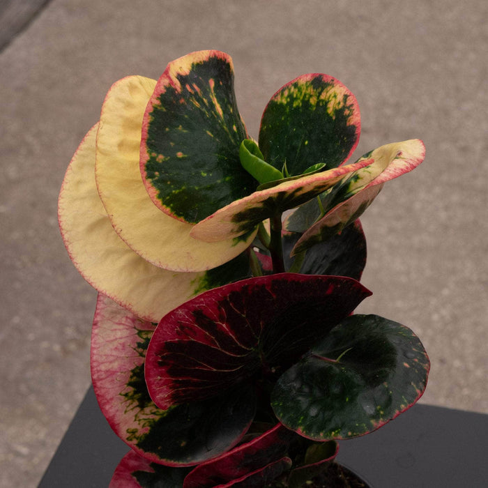 Gabriella Plants Croton 4" Codiaeum variegatum 'Rose'