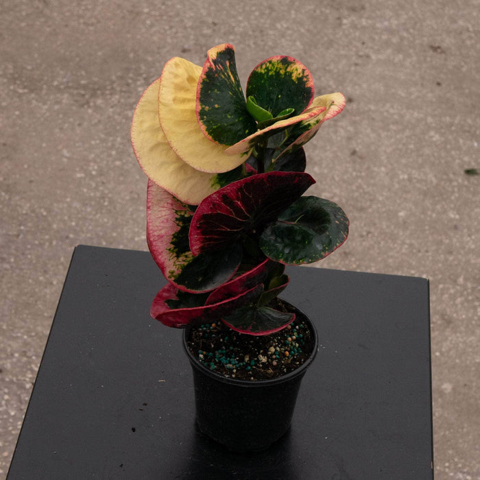 Gabriella Plants Croton 4" Codiaeum variegatum 'Rose'