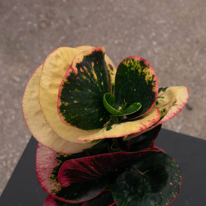 Gabriella Plants Croton 4" Codiaeum variegatum 'Rose'