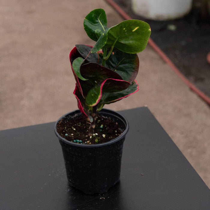 Gabriella Plants Croton 4" Codiaeum variegatum 'Rose'