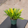 Gabriella Plants Croton 4" Codiaeum variegatum ' Sunny Star'