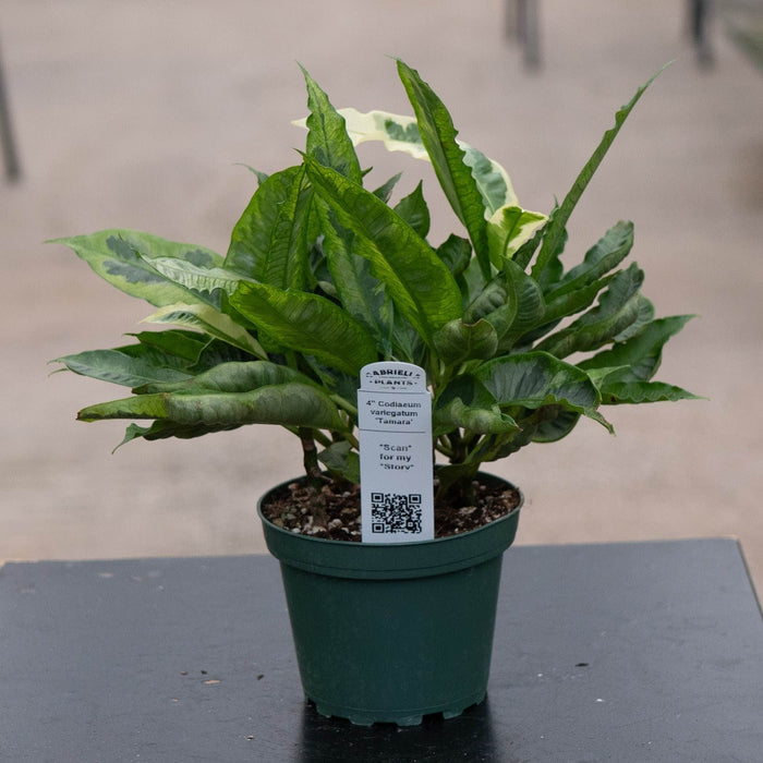 Gabriella Plants Croton 4" Codiaeum variegatum 'Tamara'