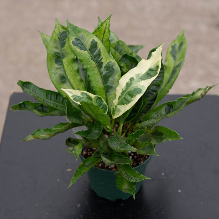 Gabriella Plants Croton 4" Codiaeum variegatum 'Tamara'