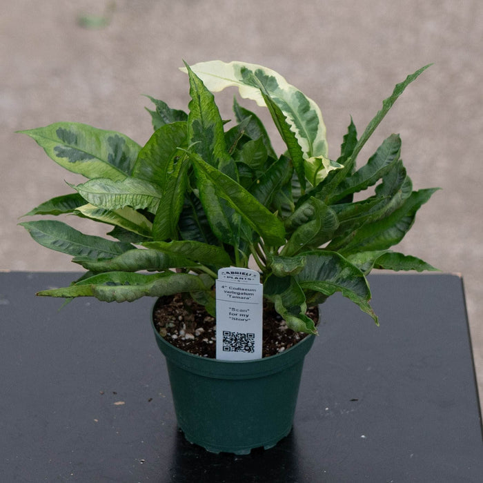 Gabriella Plants Croton 4" Codiaeum variegatum 'Tamara'