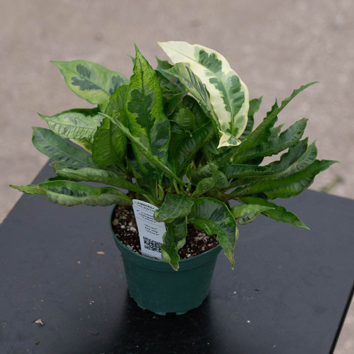 Gabriella Plants Croton 4" Codiaeum variegatum 'Tamara'