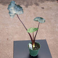 Gabriella Plants Alocasia 4" Colocasia 'Black Goblet'