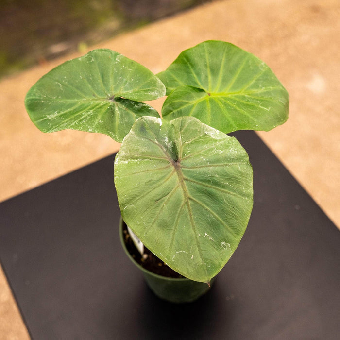Gabriella Plants Alocasia 4" Colocasia 'Black Goblet'