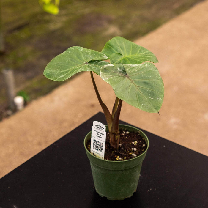 Gabriella Plants Alocasia 4" Colocasia 'Black Goblet'