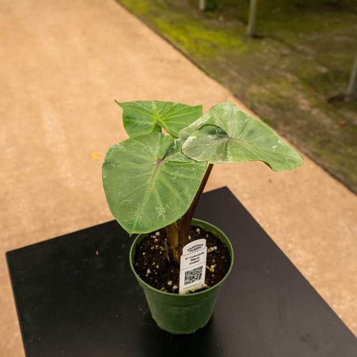 Gabriella Plants Alocasia 4" Colocasia 'Black Goblet'