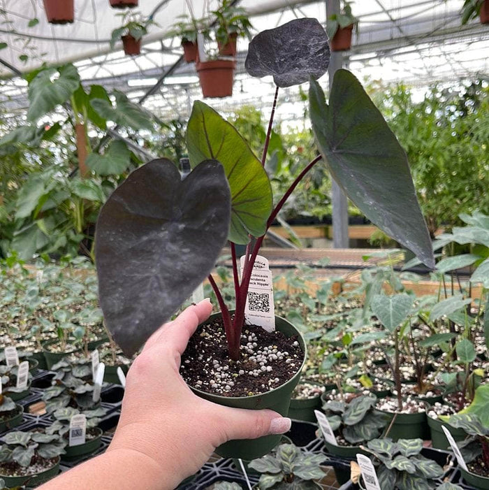 Gabriella Plants Colocasia 4" Colocasia esculenta 'Black Ripple'