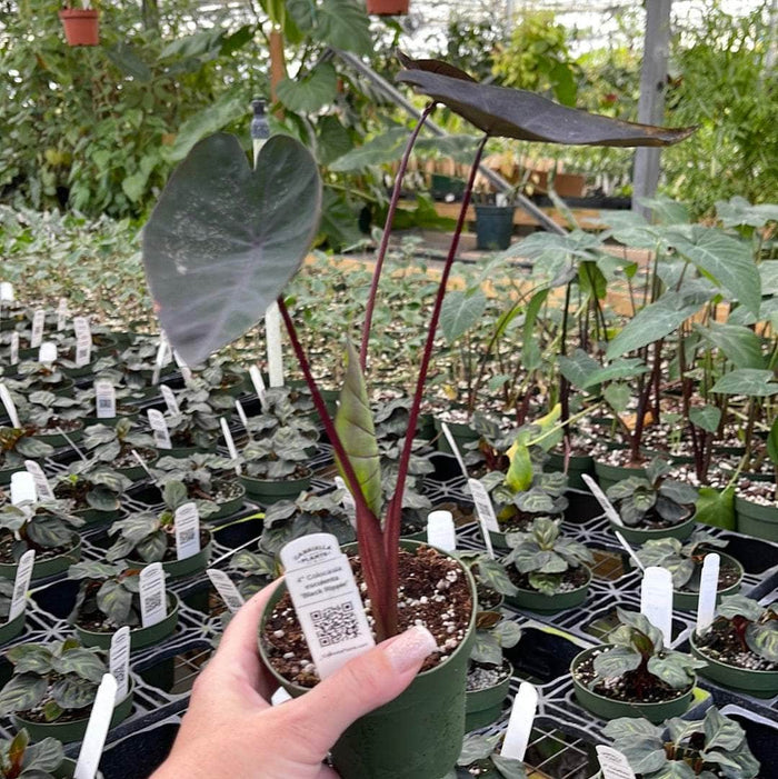 Gabriella Plants Colocasia 4" Colocasia esculenta 'Black Ripple'