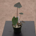 Gabriella Plants Alocasia 4" Colocasia esculenta 'Black Ruffles'