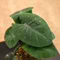 Gabriella Plants Alocasia 4" Colocasia esculenta 'Black Sapphire Gecko'