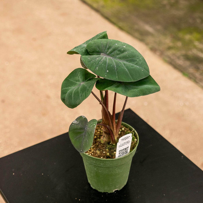 Gabriella Plants Alocasia 4" Colocasia esculenta 'Black Sapphire Gecko'
