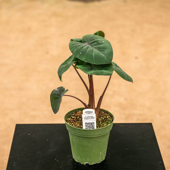Gabriella Plants Alocasia 4" Colocasia esculenta 'Black Sapphire Gecko'