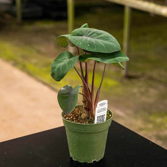 Gabriella Plants Alocasia 4" Colocasia esculenta 'Black Sapphire Gecko'