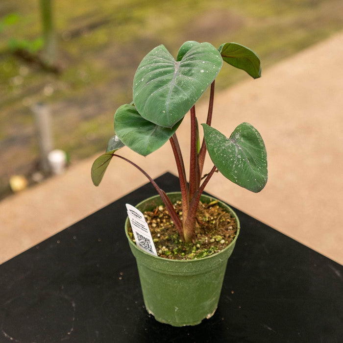 Gabriella Plants Alocasia 4" Colocasia esculenta 'Black Sapphire Gecko'