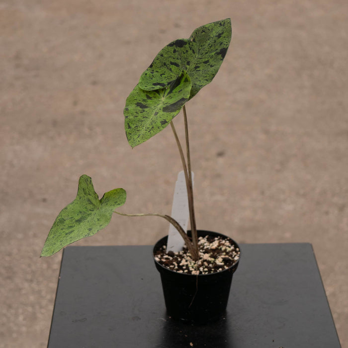 Gabriella Plants Alocasia 4" Colocasia esculenta 'Mojito'