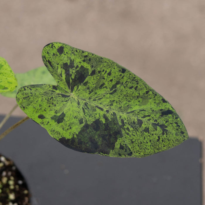 Gabriella Plants Alocasia 4" Colocasia esculenta 'Mojito'