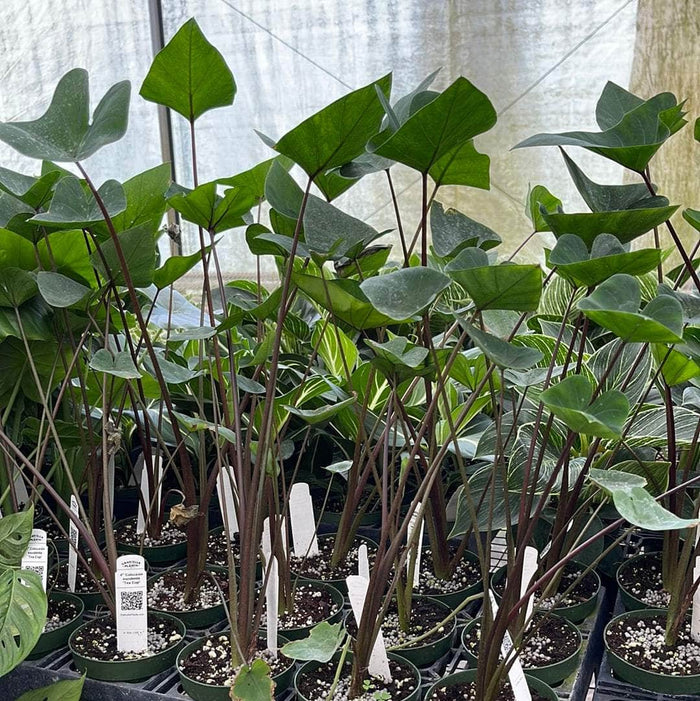 Gabriella Plants Colocasia 4" Colocasia esculenta 'Tea Cup'