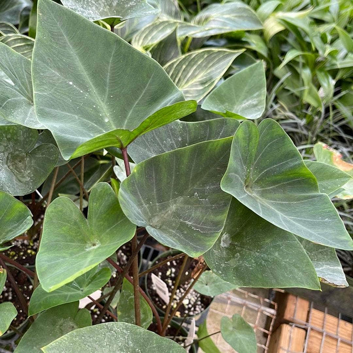 Gabriella Plants Colocasia 4" Colocasia esculenta 'Tea Cup'