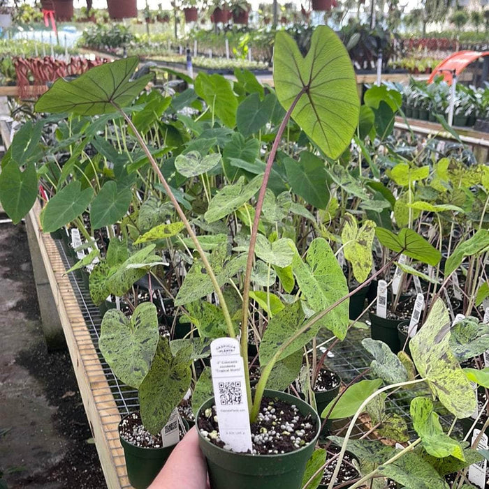 Gabriella Plants Colocasia 4" Colocasia esculenta 'Tropical Storm'
