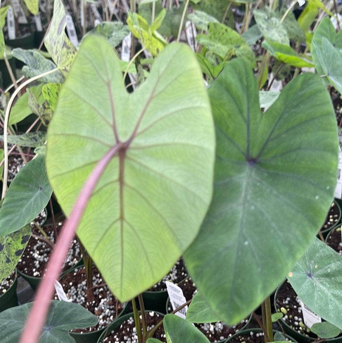 Gabriella Plants Colocasia 4" Colocasia esculenta 'Tropical Storm'