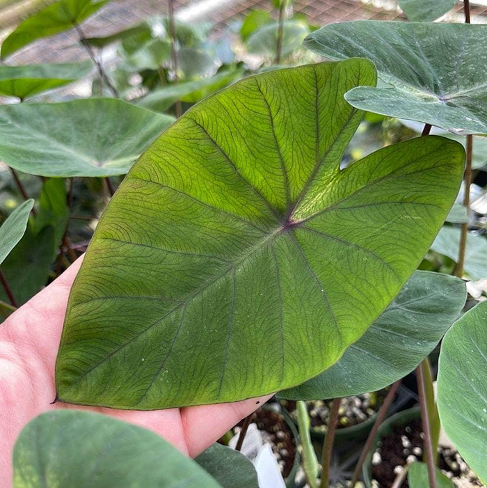 Gabriella Plants Colocasia 4" Colocasia esculenta 'Tropical Storm'