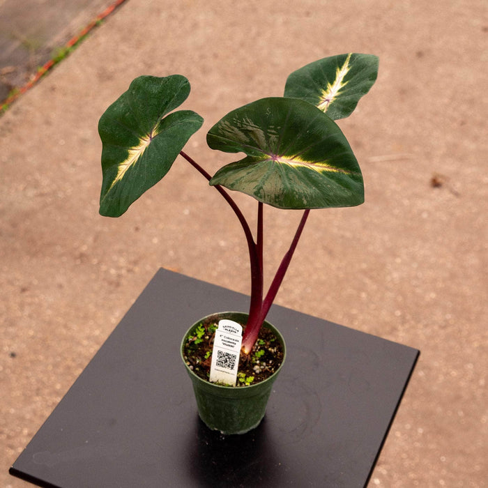 Gabriella Plants Alocasia 4" Colocasia esculenta 'Waikiki'
