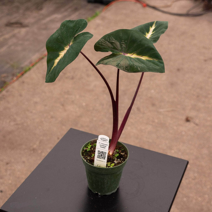 Gabriella Plants Alocasia 4" Colocasia esculenta 'Waikiki'