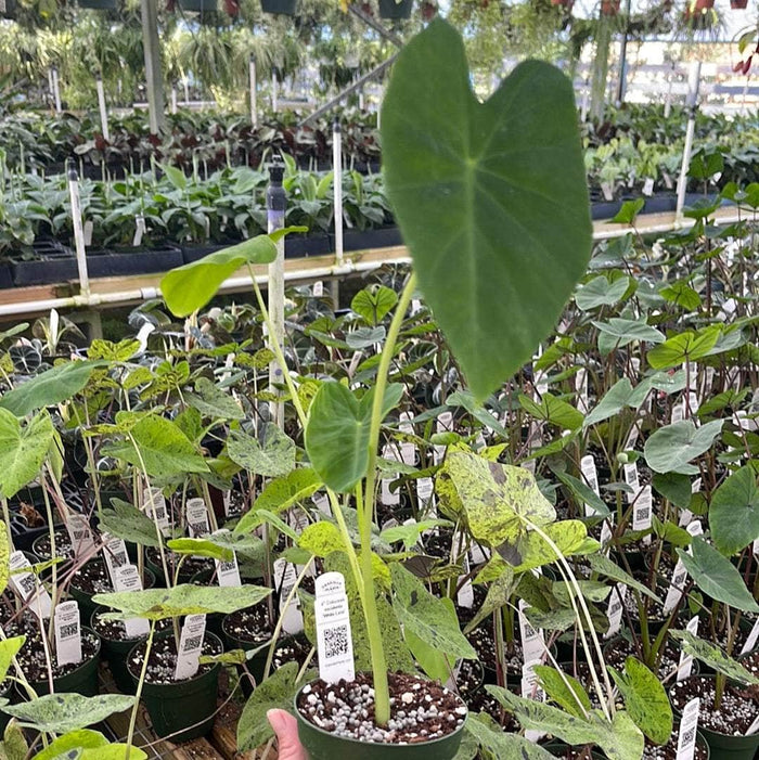 Gabriella Plants Colocasia 4" Colocasia esculenta 'White Lava'