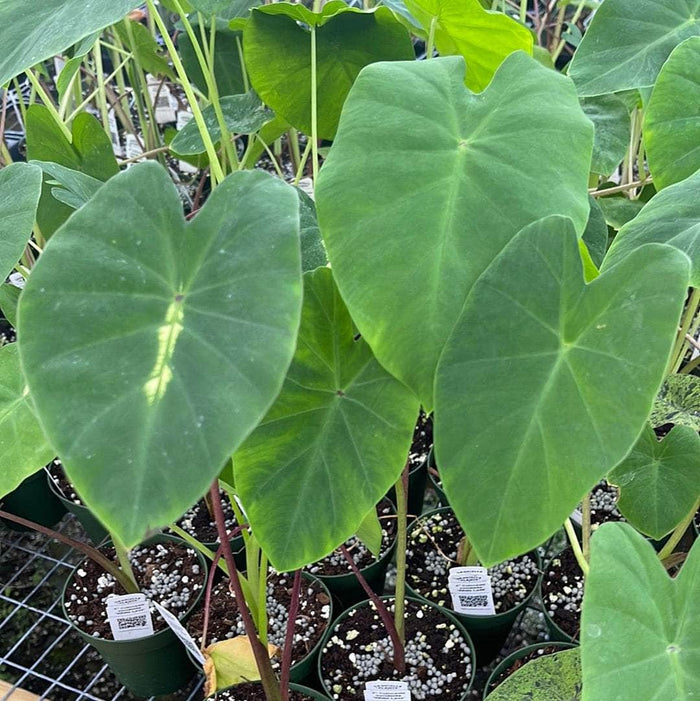 Gabriella Plants Colocasia 4" Colocasia esculenta 'White Lava'