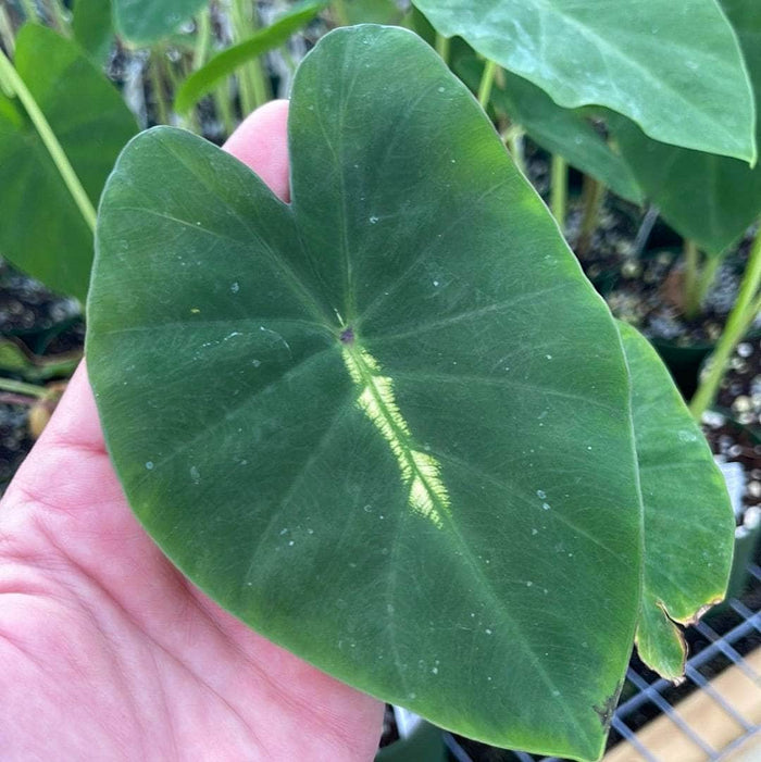 Gabriella Plants Colocasia 4" Colocasia esculenta 'White Lava'