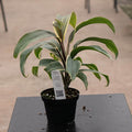 Gabriella Plants Cordyline 4" Cordyline fruticosa 'Miss Andrea'